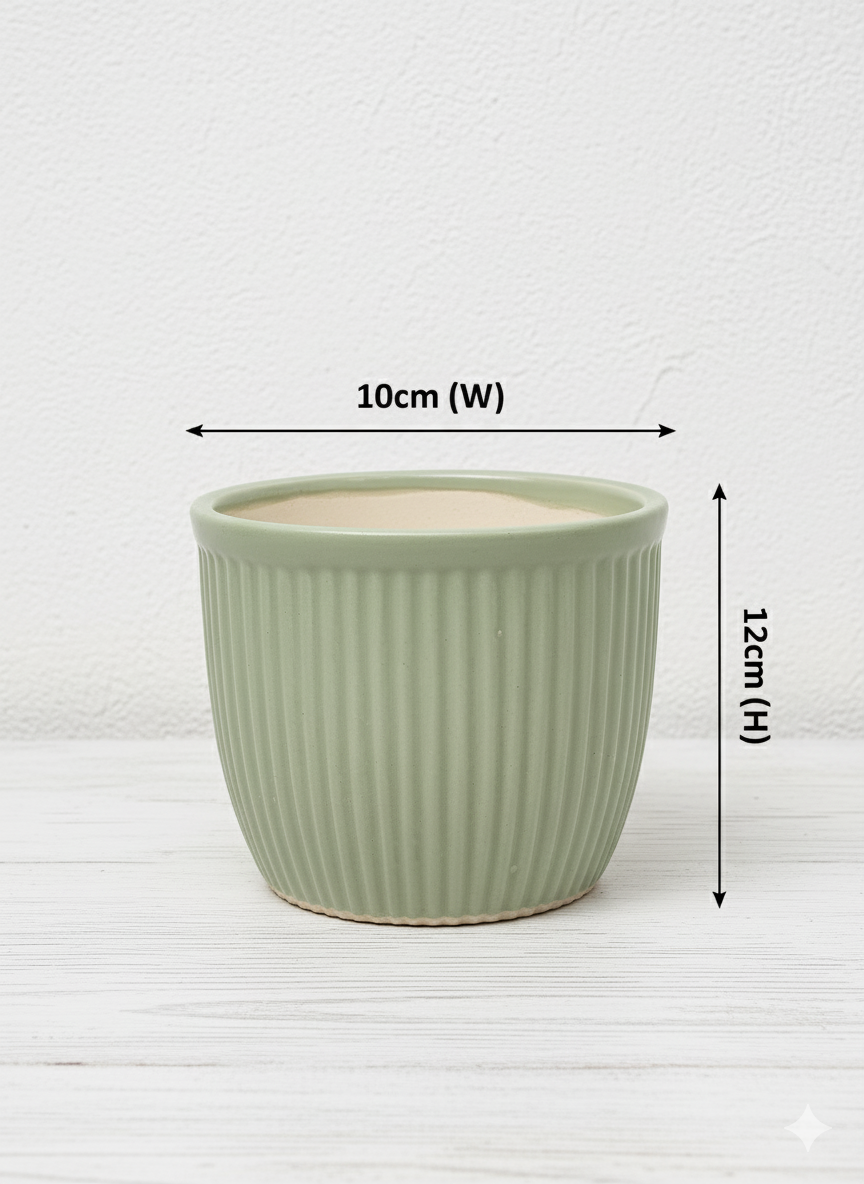 Pink Syngonium Plant in Mint Green Ceramic Pot