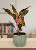 Aglaonema Pink Green