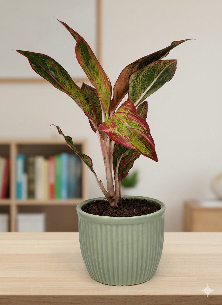 Aglaonema Pink Green