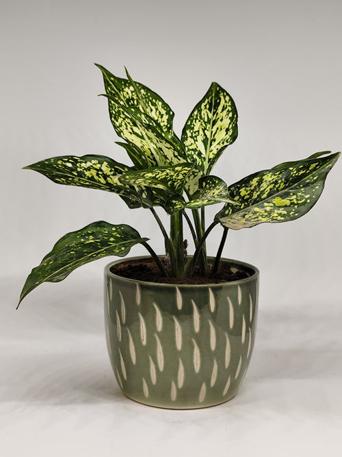 aglaonema green compacta Aglaonema Snow White – बागीचा Trails