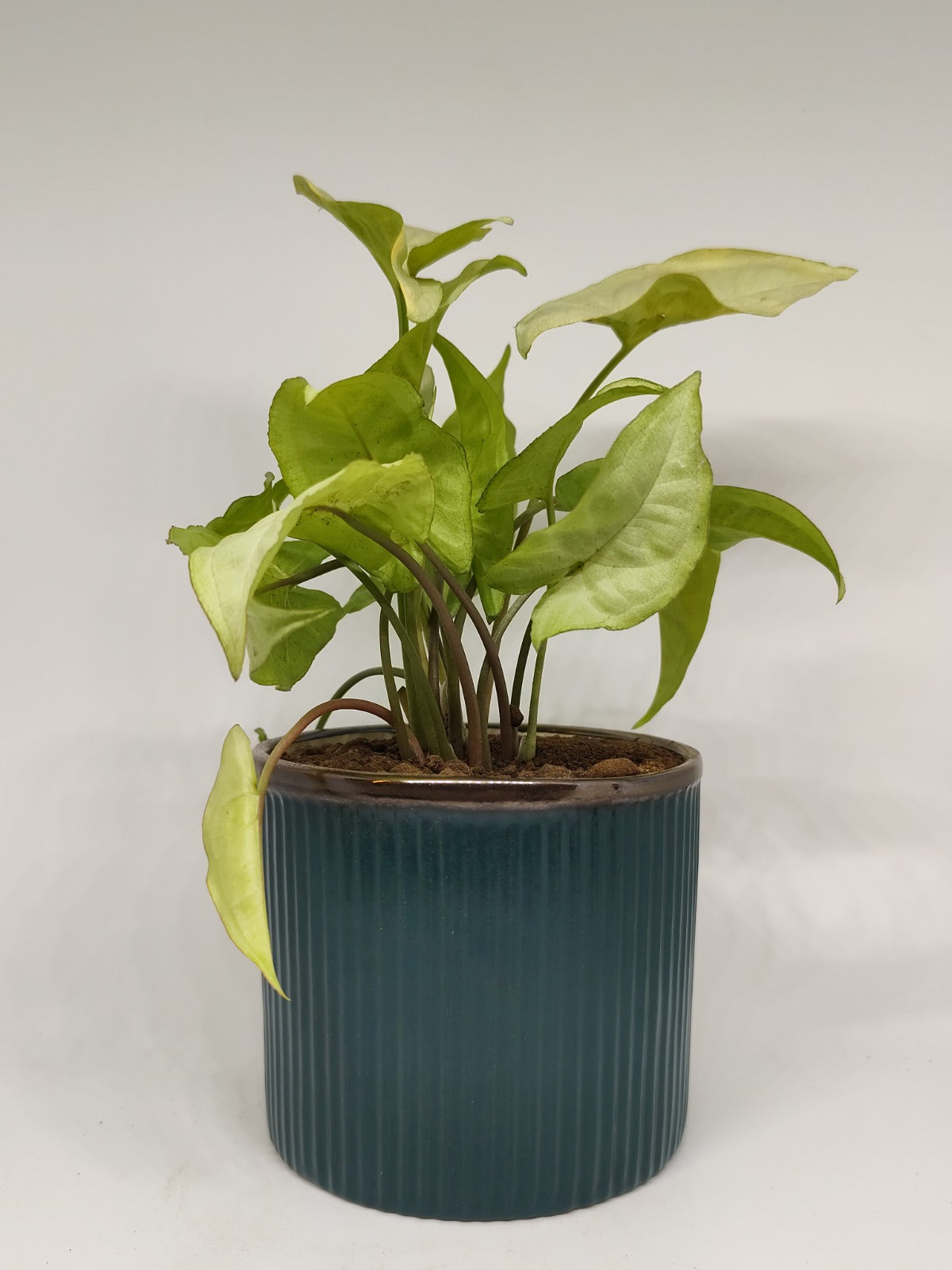 Syngonium Green