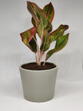 Aglaonema Pink Green